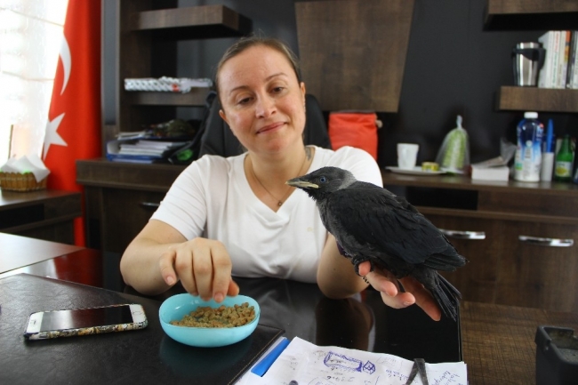 Yaralı getirilen kargayı makamında besliyor