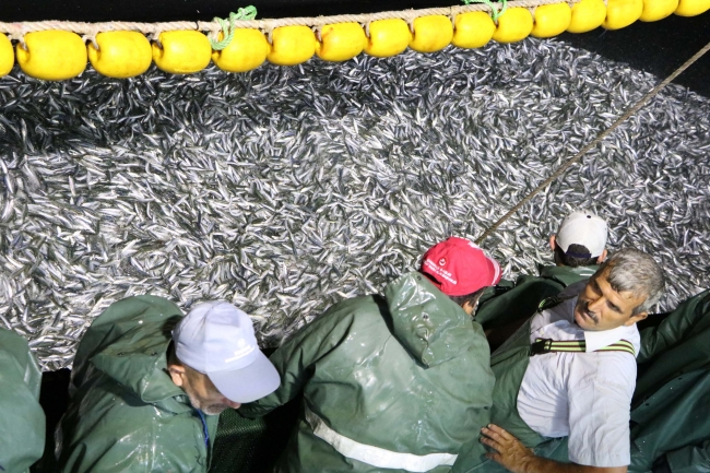 Çanakkale'de sardalya bereketi balıkçıların yüzünü güldürdü