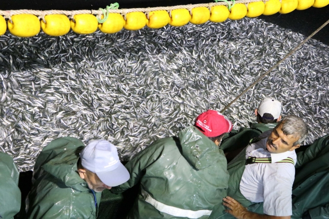 Çanakkale'de sardalya bereketi balıkçıların yüzünü güldürdü