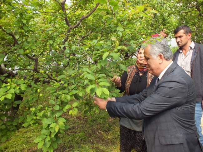 Hasadı başlayan eriğin kilogramı 150 liradan satıldı