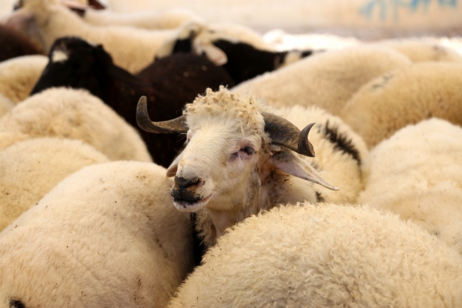 Bayramda 4 milyona yakın kurbanlık satıldı