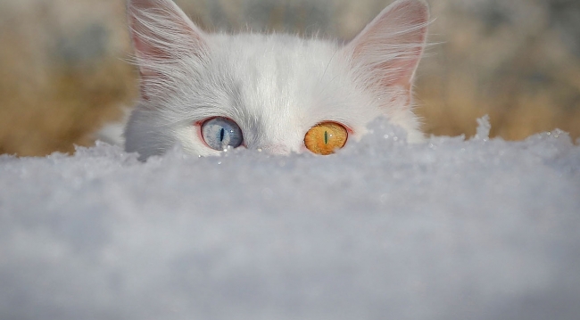 Anadolu Ajansı ''Yılın Fotoğrafları'' oylamasında Kabine üyeleri de oylarını kullanıyor