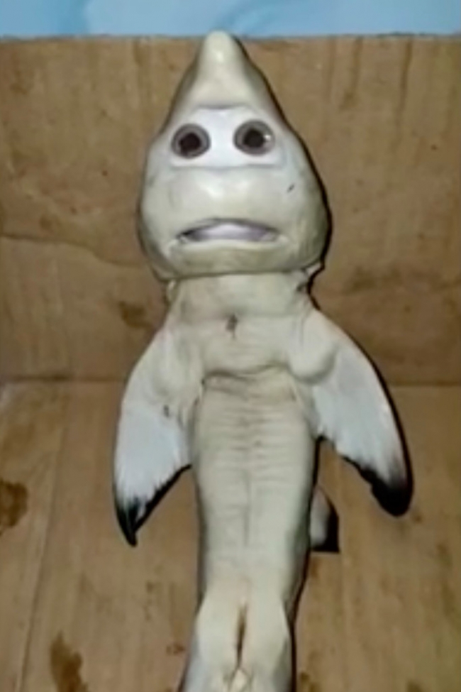 İnsan yüzlü yavru köpek balığı: Gerçek mi, sahte mi?