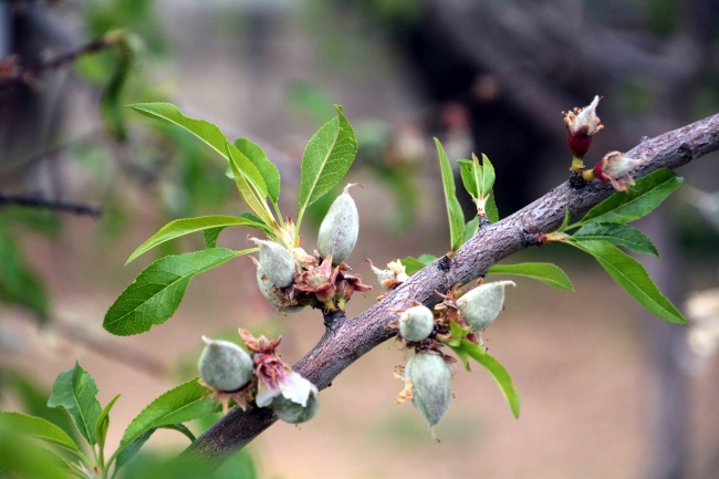 Datça'nın ünlü "nurlu badem"i artık tescilli olacak