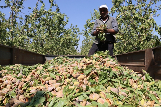 Adıyaman'da badem hasadı başladı