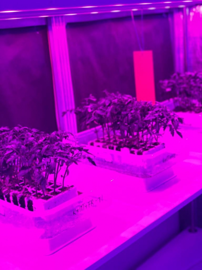 Evini ve bahçesini renklendirmek isteyenler için bahçe bakımı