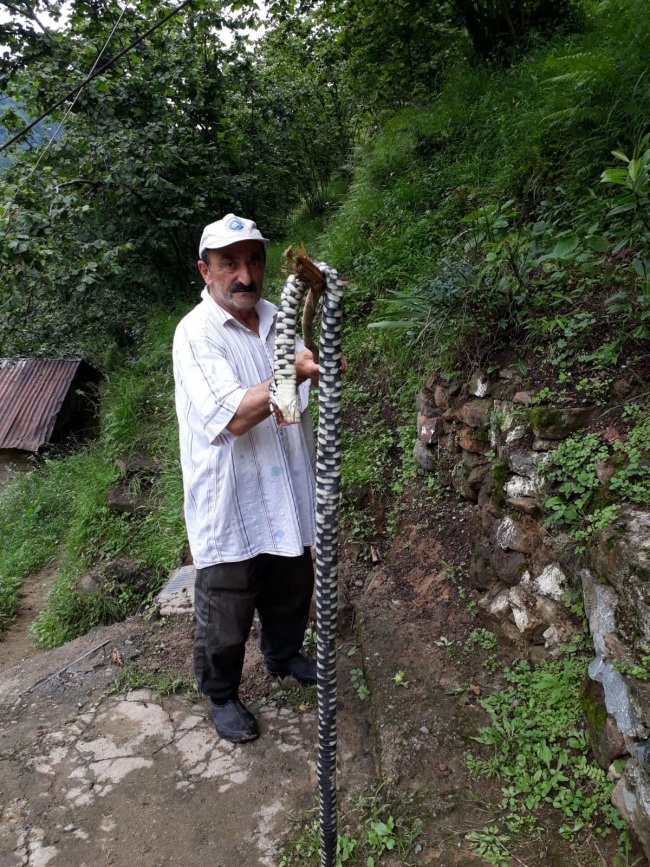 Dünyanın en zehirli yılanlarından biri Trabzon'da görüldü