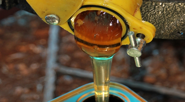 Toroslar'da üreticiler bal sağımına başladı