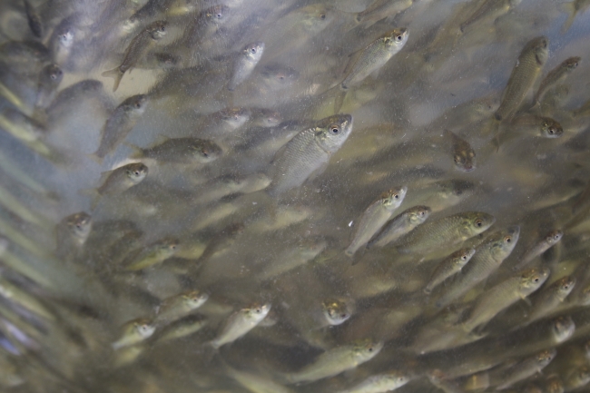 Ankara'daki göllere 34 bin balık bırakılacak