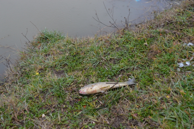 Kırklareli'nde bir gölette çok sayıda ölü balığa rastlandı