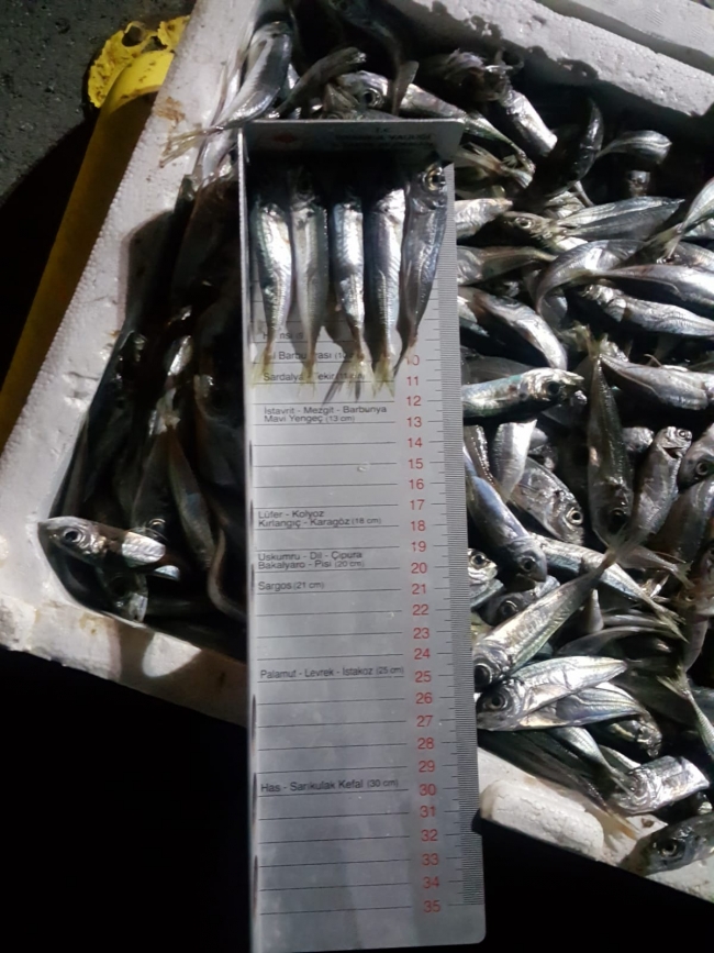 Balık halinde 2,5 ton kaçak avlanan balığa el konuldu