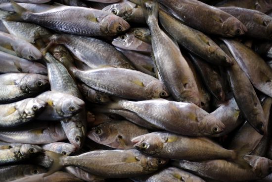 Sofralarda, istavritin yerini çinekop aldı