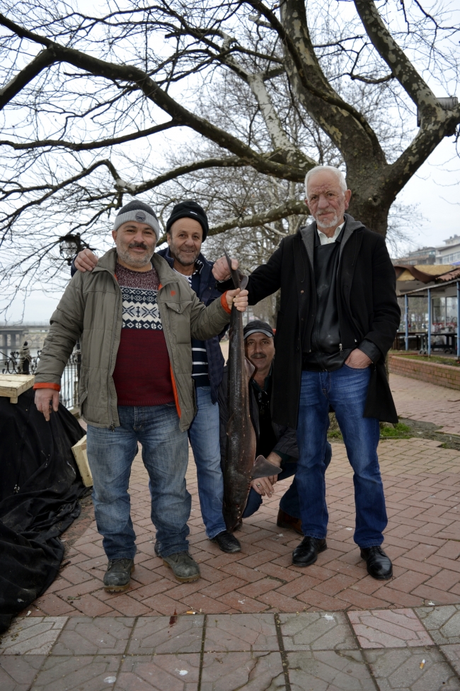 Balıkçıların ağına camgöz cinsi köpek balığı takıldı