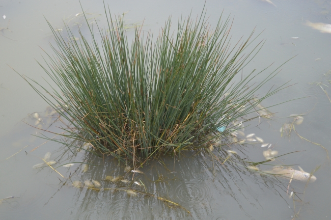 Kırklareli'nde bir gölette çok sayıda ölü balığa rastlandı