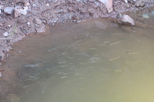 Sivas'ta toplu balık ölümlerinin sebebi 'oksijen azlığı' çıktı