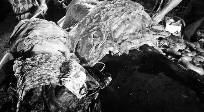Ölü balinanın midesinden 40 kilogram plastik çıktı