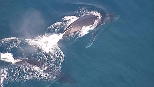 2 saat süren çalışmadan sonra yavru balina takıldığı ağlardan kurtarıldı