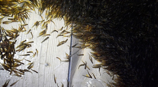 Denizi olmayan kent yıllık 4 bin ton balık üretiyor