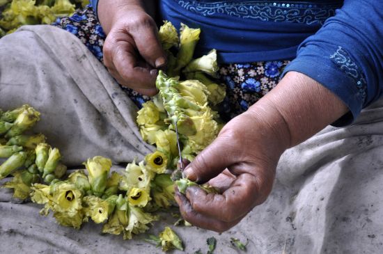Bamyanın tarladan sofraya zorlu yolculuğu