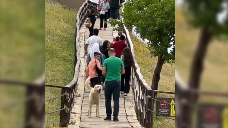 Sahilde yürüyen kadına sahipsiz köpekler saldırdı