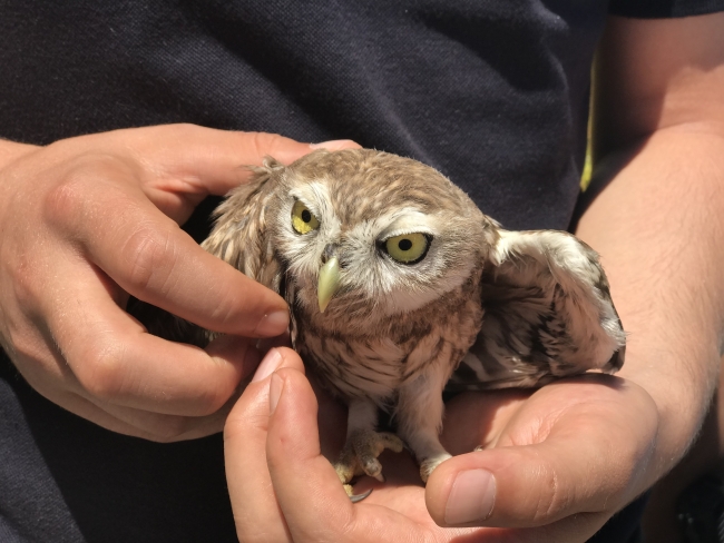Polis memuru yaralı baykuşun sağlığına kavuşmasını sağladı