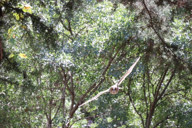 Baykuşlar okul bahçesini mesken tuttu