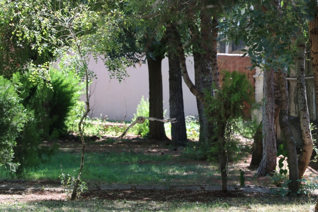 Baykuşlar okul bahçesini mesken tuttu