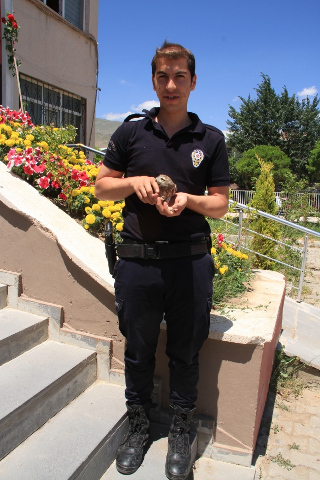 Polis memuru yaralı baykuşun sağlığına kavuşmasını sağladı