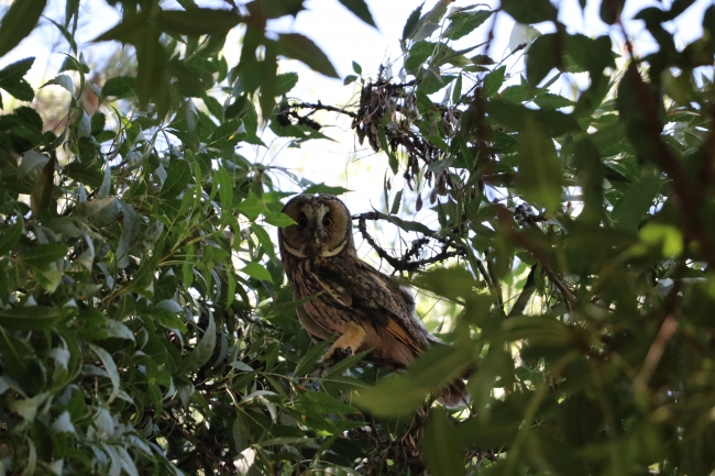 Baykuşlar okul bahçesini mesken tuttu