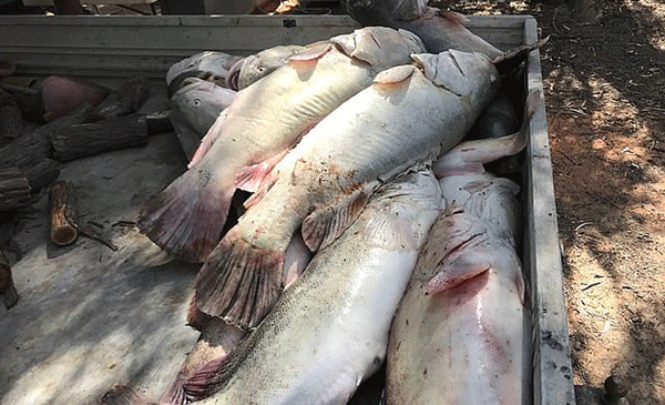 Avustralya’da yüz binlerce balık telef oldu