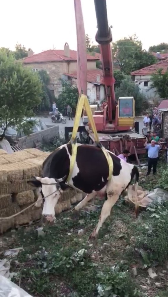Çatıda mahsur kalan ineği itfaiye ekipleri kurtardı
