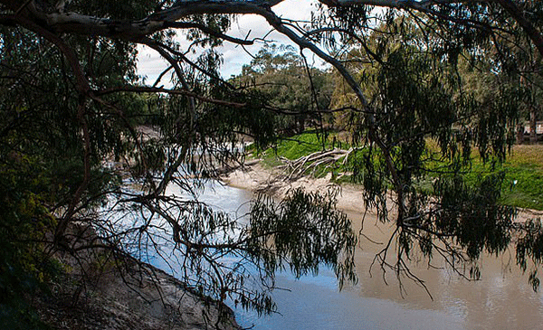 Avustralya’da yüz binlerce balık telef oldu