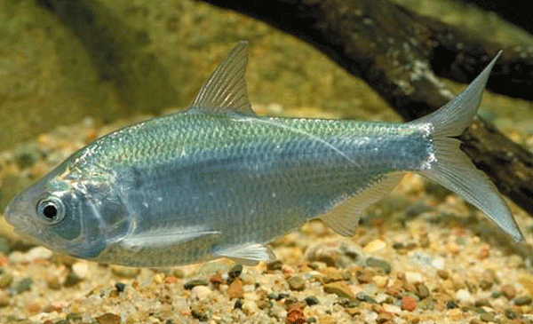 Avustralya’da yüz binlerce balık telef oldu