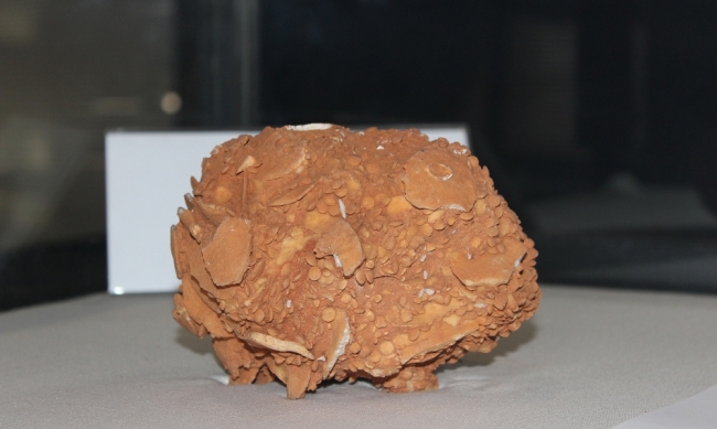 65 milyon yıllık dev salyangoz fosili Adıyaman'da sergileniyor