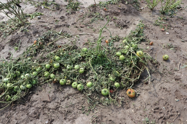 Kastamonu'daki sağanak ve dolu meyve ağaçlarına büyük zarar verdi