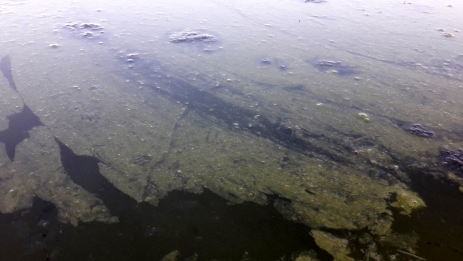 Beyşehir Gölü'nde alg patlaması: Suyun rengi yeşile döndü