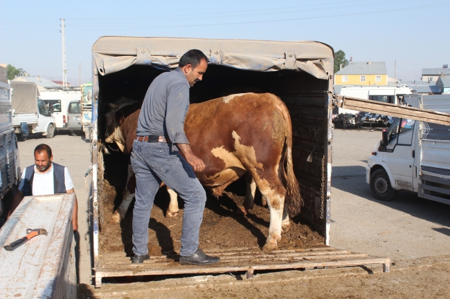 Kurbanlıklar yola çıkmaya başladı