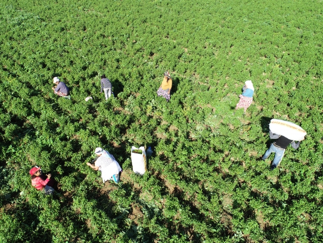"Dünyanın en tatlı acısı" için mesai başladı