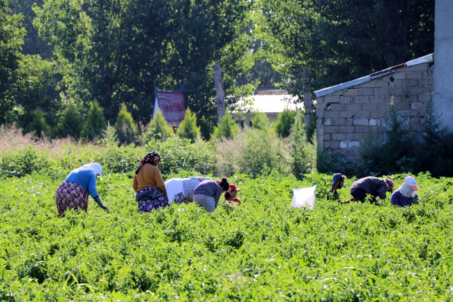 "Dünyanın en tatlı acısı" için mesai başladı