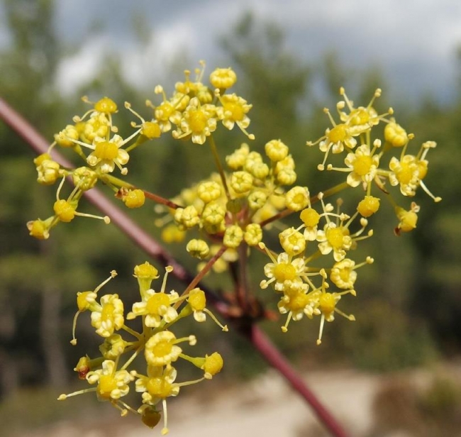 Dünyada sadece İzmir'de belirlenen yeni bir bitki türü keşfedildi