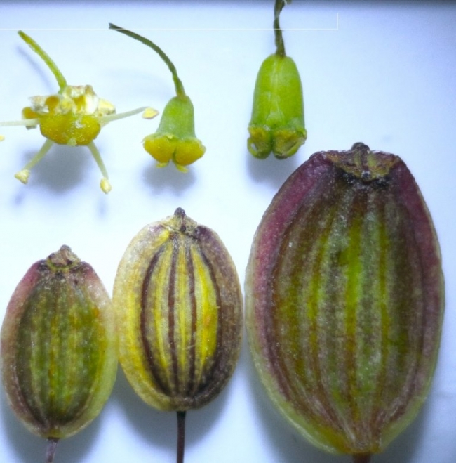 Dünyada sadece İzmir'de belirlenen yeni bir bitki türü keşfedildi