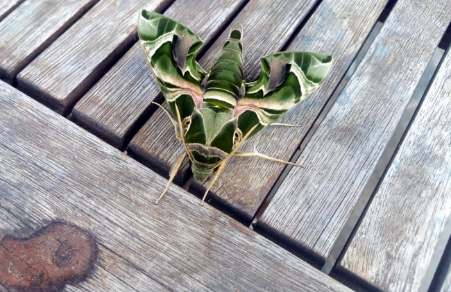 Bodrum'da nadir rastlanan mekik kelebeği görüldü