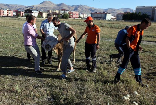 Kaçan kurbanlık boğa 2 saatlik kovalamaca sonucu yakalandı