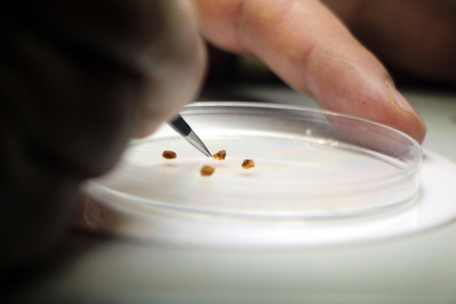 Bolu'da yeni bir bitki türü keşfedildi