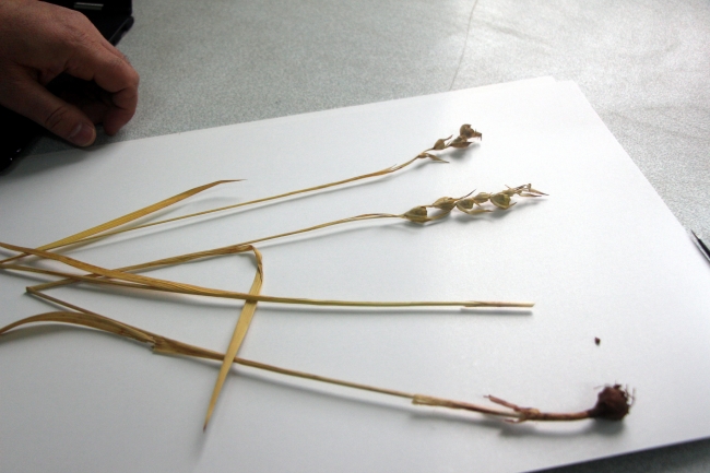 Bolu'da yeni bir bitki türü keşfedildi