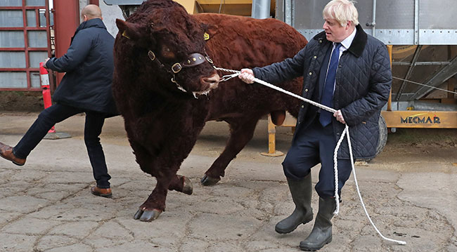 Brexit sürecini yönetmekte zorlanan Boris Johnson, İskoçya’nın Aberdeen şehrinde gittiği çiftlikte bir boğayı çekerken. 6 Eylül 2019. Fotoğraf: Getty