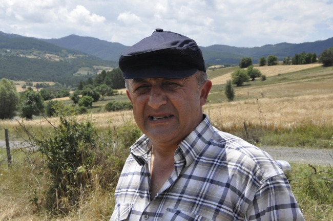 Siyez buğdayını geleneksel yöntemlerle hasat ediyorlar