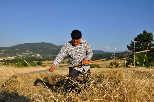 Siyez buğdayını geleneksel yöntemlerle hasat ediyorlar