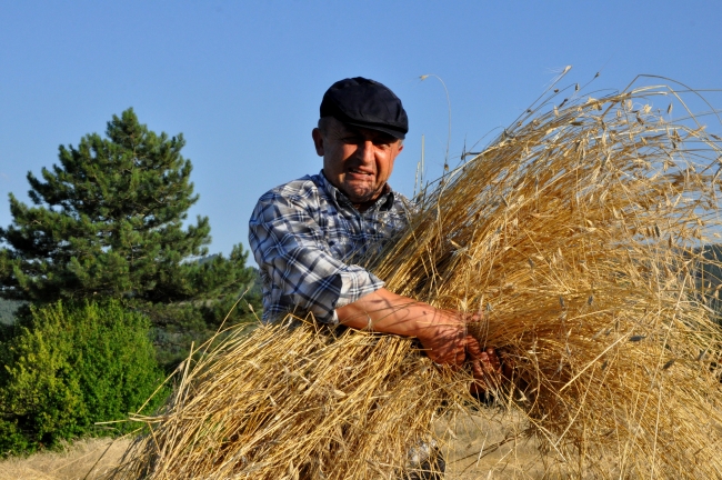 Siyez buğdayını geleneksel yöntemlerle hasat ediyorlar
