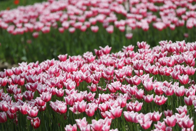 Bursa'da parklara 5 milyon çiçek ekildi